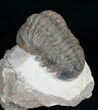 Nicely Displayed, Arched Reedops Trilobite #4090-4